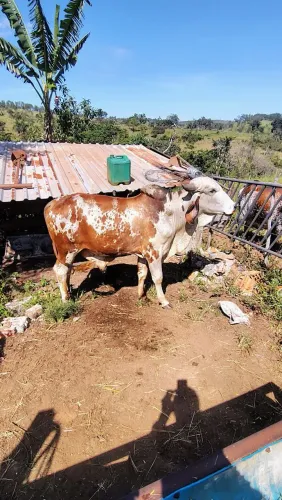 Touro gir leiteiro e nelore pintada 