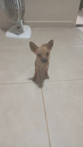 Cachorro