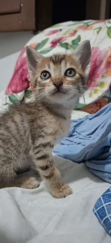 doa-se gatinhos 
