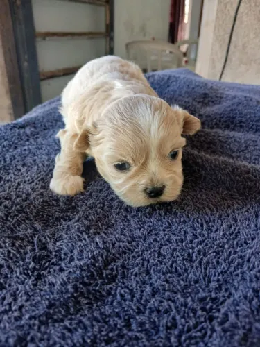 Filhote femea de lhasa apso