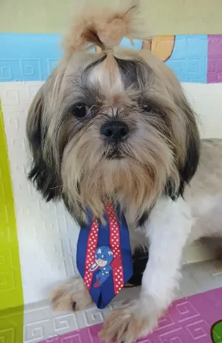 Shih Tzu 
