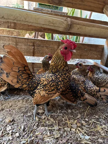 Sebright Dourada