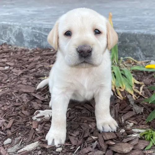 Labrador Amarelo | Poucos filhotes disponíveis desta ninhada