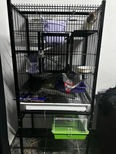Gaiola + Rato Twister Fêmea