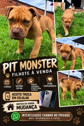 Filhote de Pit Monster