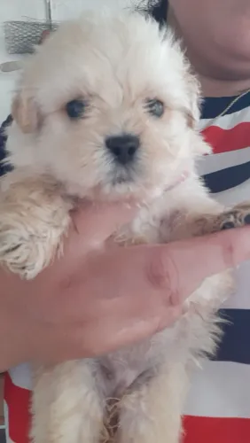 Vendo filhote de shih tzu com poodle