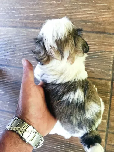 Shih Tzu