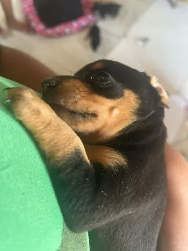 Cachorro Pincher,1
