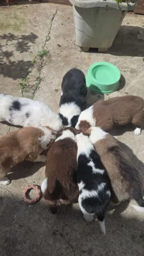 Filhote Border Collie