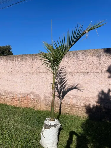 Palmeira Real (1,50 a 2.00)