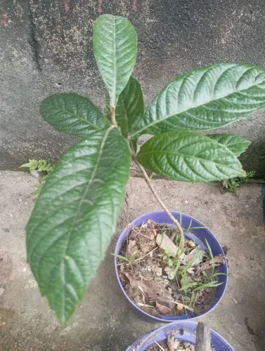 Mudas de Ingá, pé de ameixa e pé de acerola