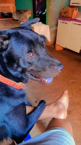 Cachorro