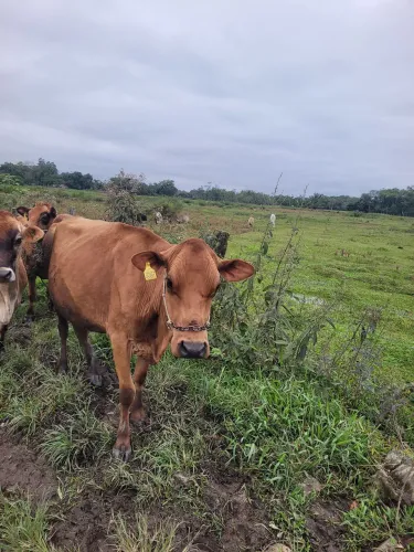 VACA JERSEY/SENEPOOL 