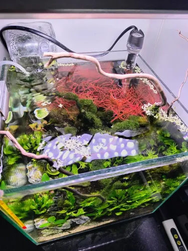 AQUÁRIO NANO PLANTADO