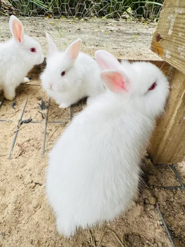 Coelhos