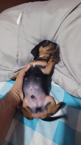 Vende-se filhote fêmea Dachshund Tecktel Cofap