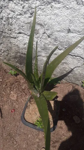 Vendo gel de Baboza