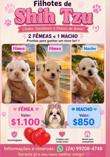 Vendo filhos lindos de Shitzu