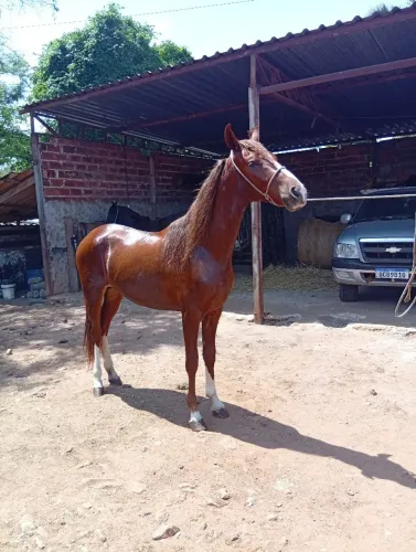Cavalo. Manga larga marchador