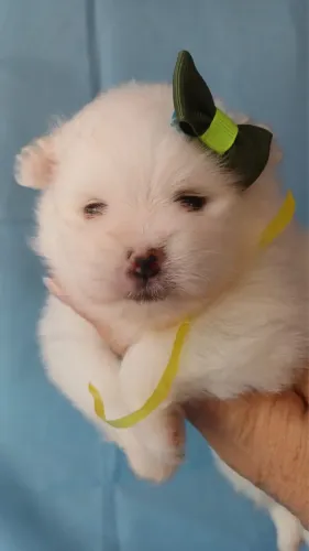 Lulu da Pomerania fêmea linda pequena e inteligente vacinada