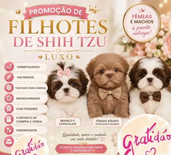 Shih tzu filhote fêmea chocolate e fígado ?
