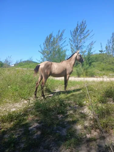 Cavalo de macha batida trocar ou vender 4.000