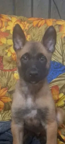 Venda de filhote de pastor belga de malinois 