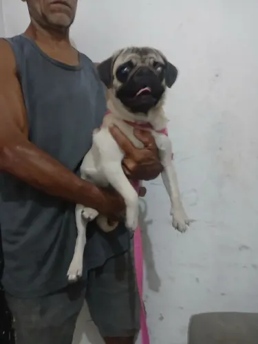 2.500 cachorra 2 meses