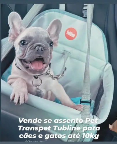 Assento pet para carro