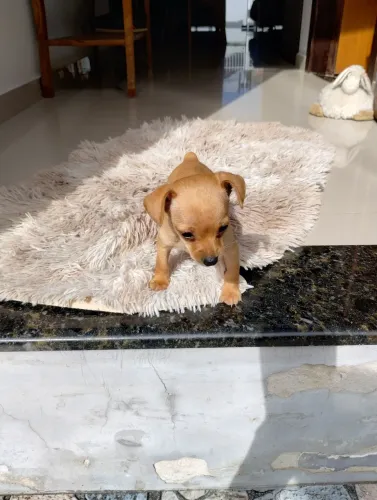 Filhote de Pinscher Fêmea N°1
