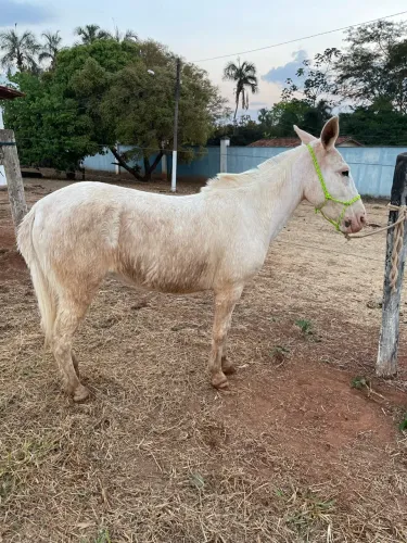 Mine Mula pampa