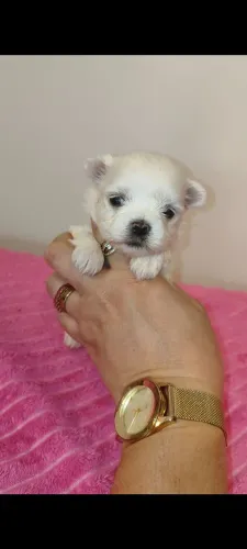 Maltês fêmea mini