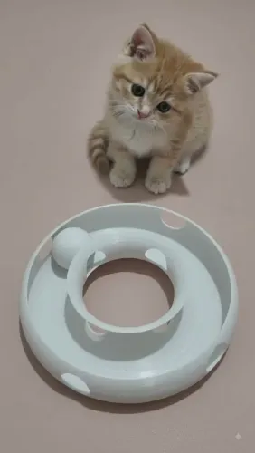 Brinquedo para gato em 3d