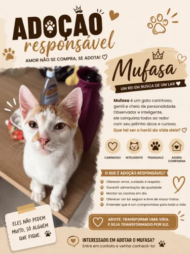Adocao de 4 gatos lindos e doceis