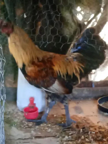 Galo