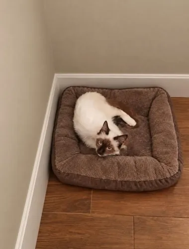 Gatinha Ragdoll 6 meses Castrada Lindíssima Perfeita