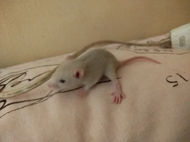 Ratinhos fêmea 2 por 50