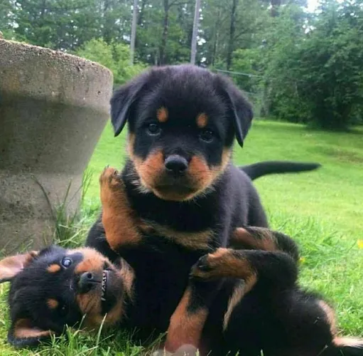 Rotweiller Auto Padrão