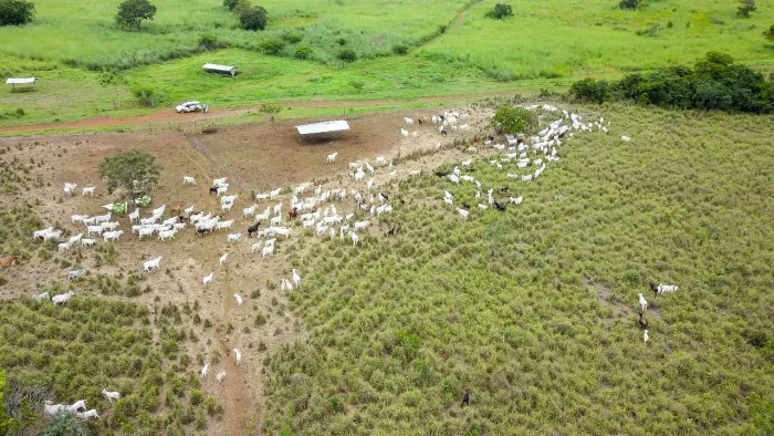 Fazenda porteira fechada próximo de flores Goiás ótima localização
