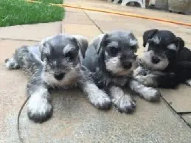 Tem Schnauzer filhotes com 58 dias 