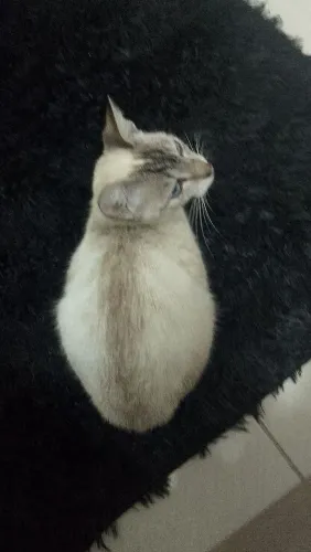 Estou doando um gato fêmea