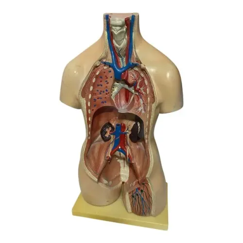 Torso Humano 85 Cm Abertura Nas Costa