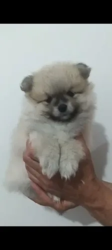 Vendo filhote spitz alemão