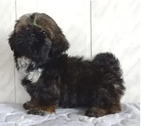 Shih-Tzu Macho Beige: A Doçura Que Você Sempre Sonhou!