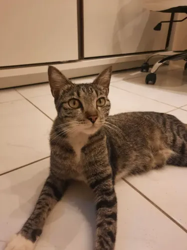 Doação de Gata Castrada e Vacinada