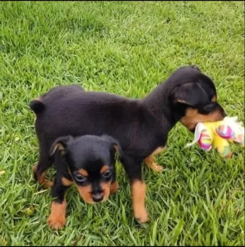 Pinscher fêmea padrão zero na cor preto com canela filhote com 49 dias vacinada-Alberto