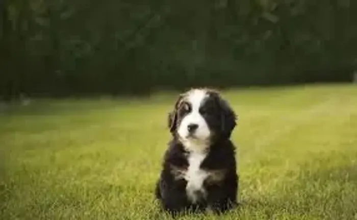 Bernese sem pulga nenhuma