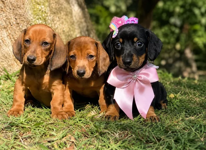 Dachshund machos e fêmea cores caramelo/ preta com canela
