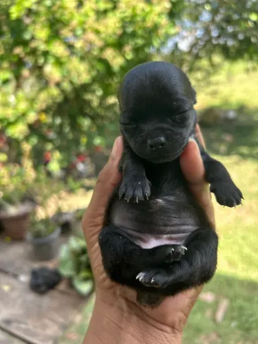 Vendo chihuahua 