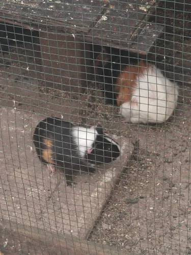 Porquinho da índia